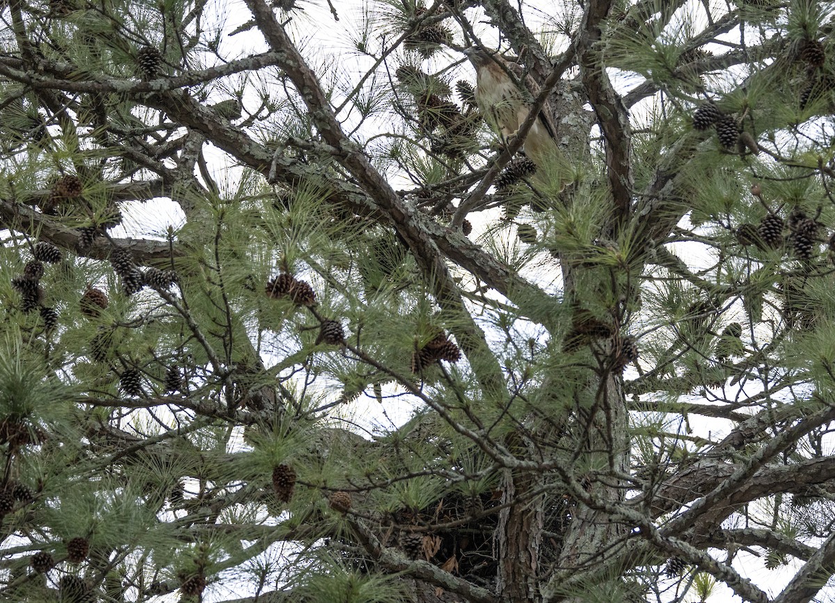 Red-tailed Hawk - ML651401267