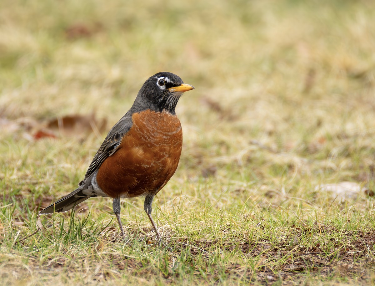 American Robin - ML651401283