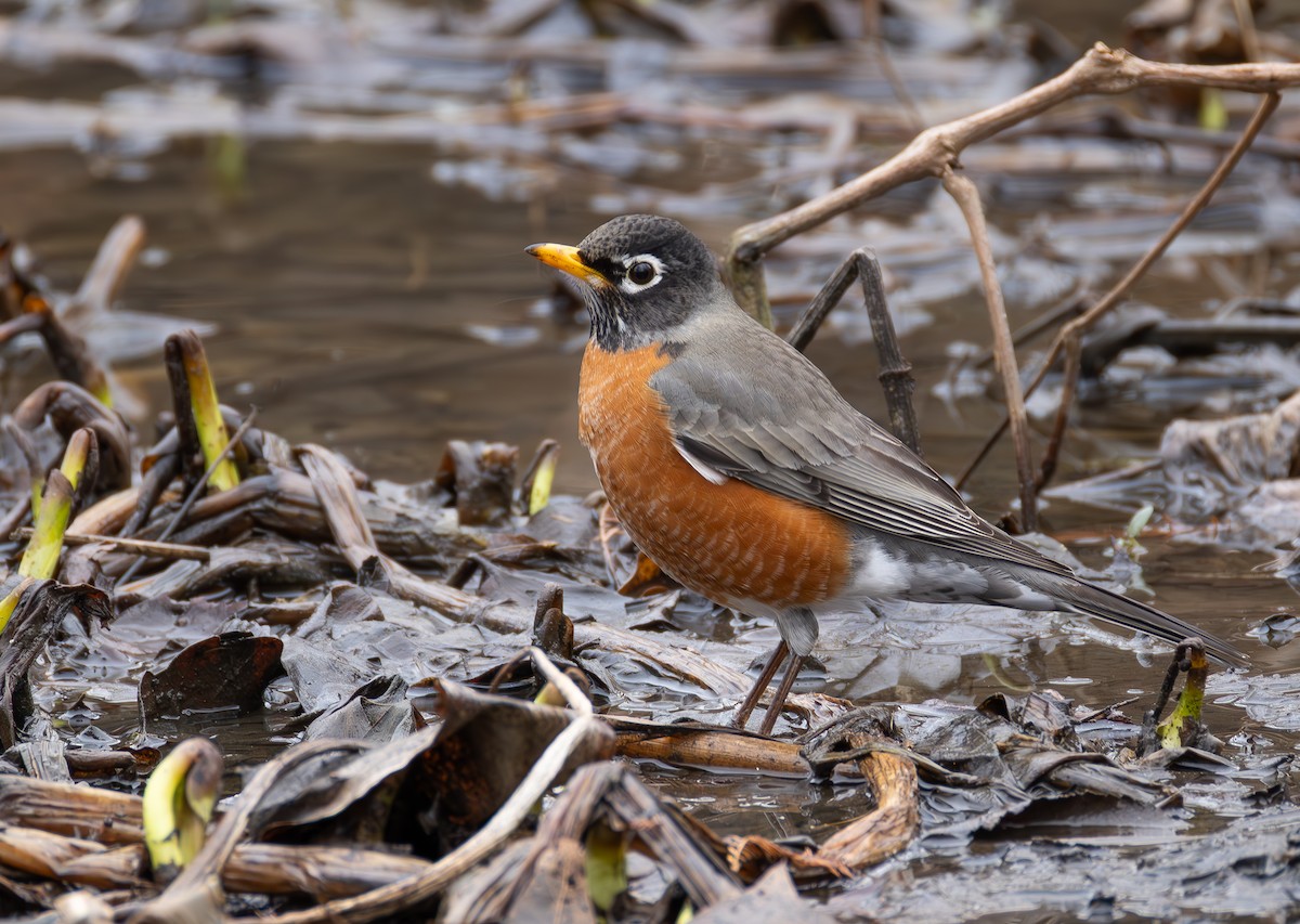 American Robin - ML651401285
