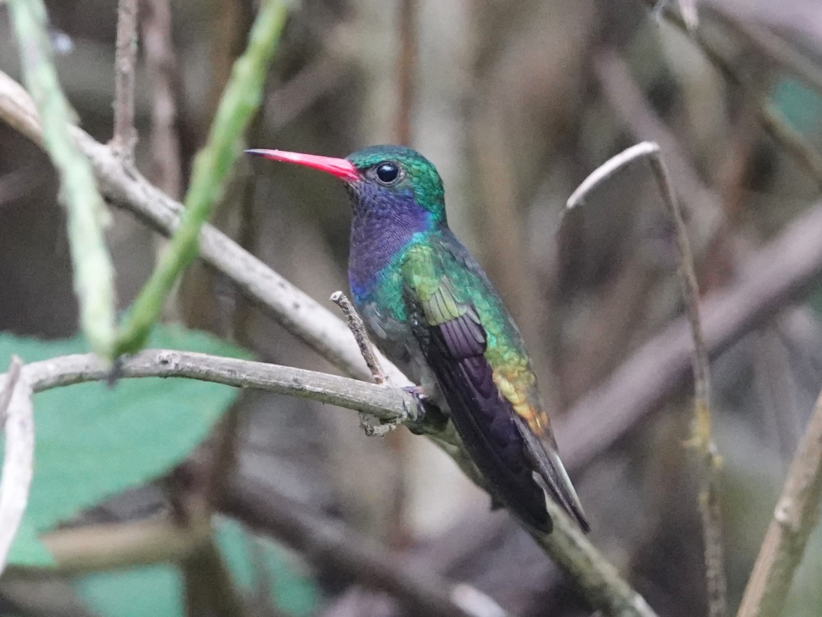 kolibřík zlatoocasý - ML651401434