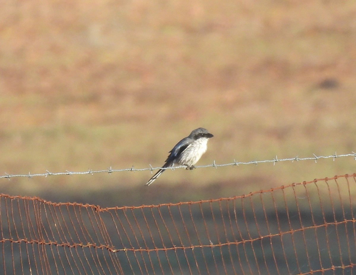 eBird Checklist - 21 Feb 2026 - Perry Oldenburg WEA - 28 species