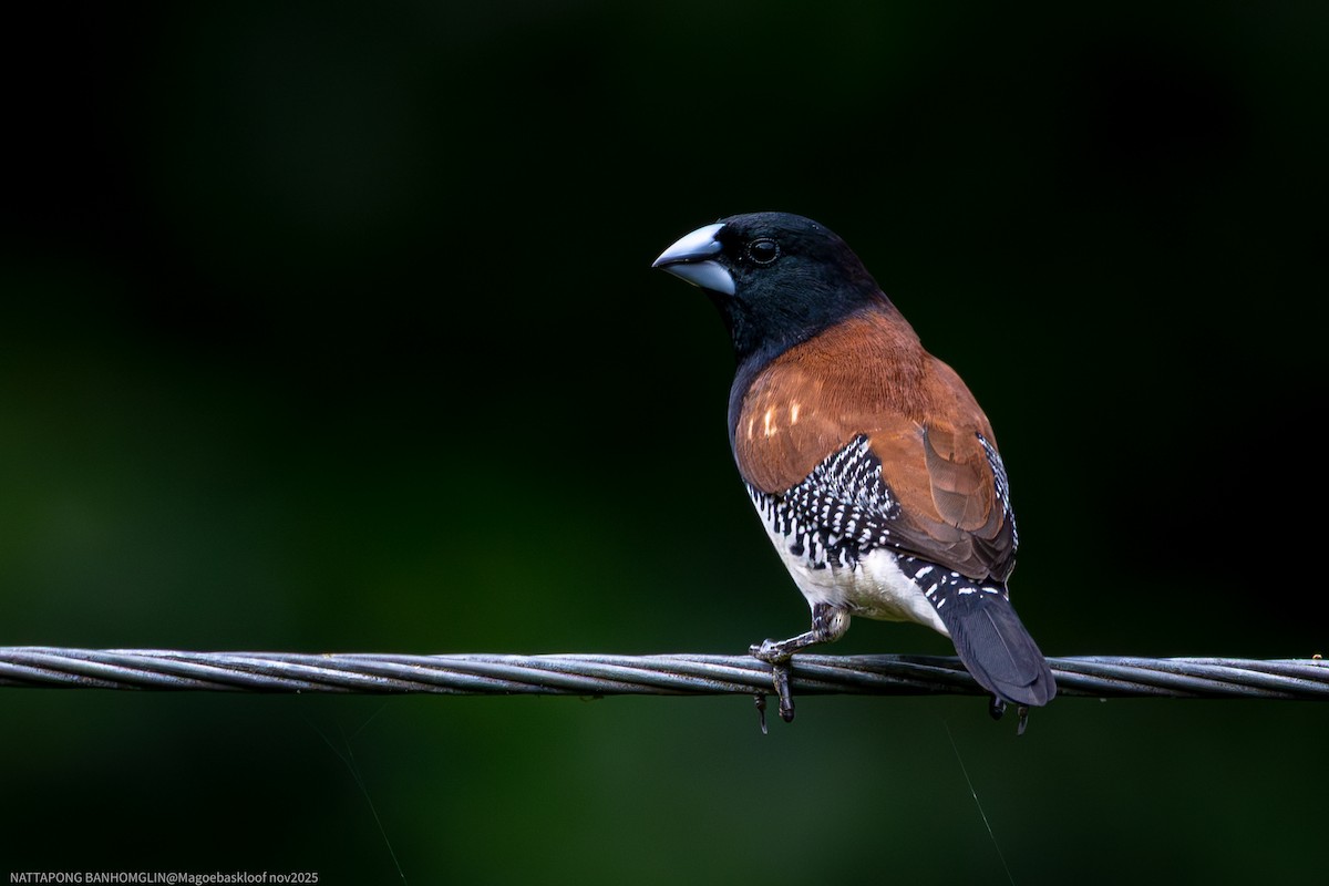 Black-and-white Mannikin - ML651401477