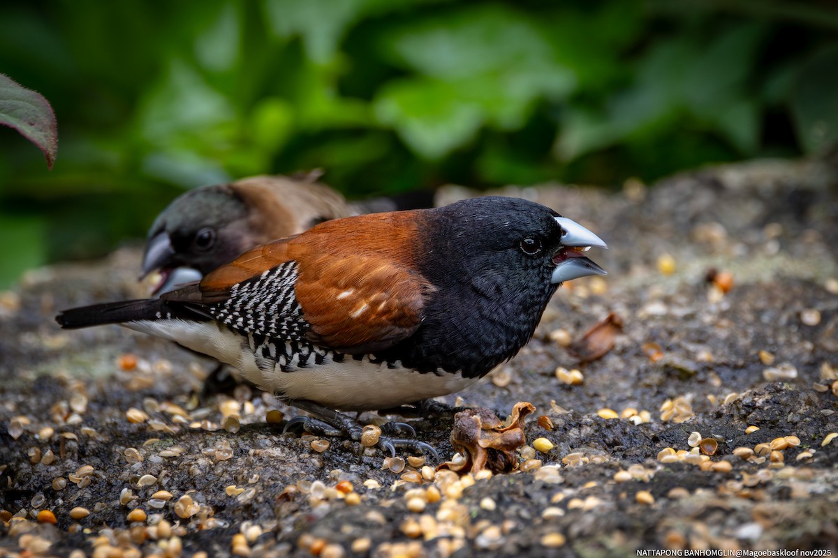 Black-and-white Mannikin - ML651401478