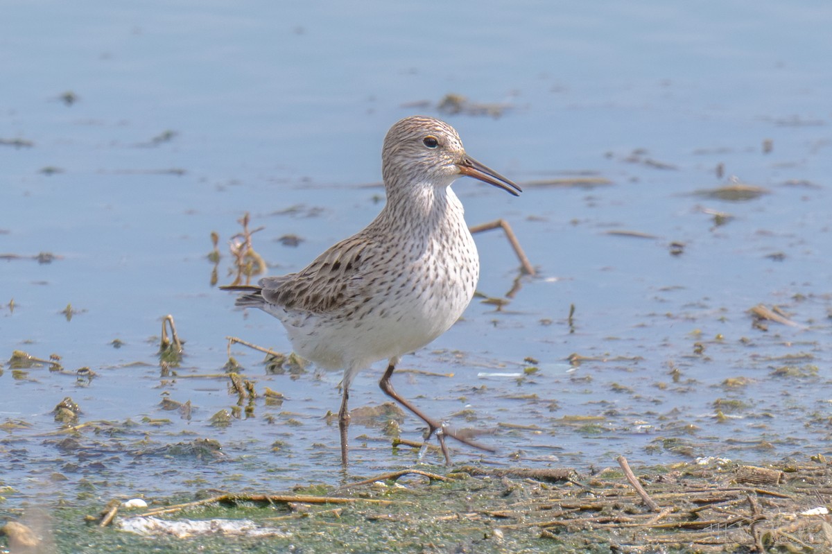 White-rumped Sandpiper - ML651401486
