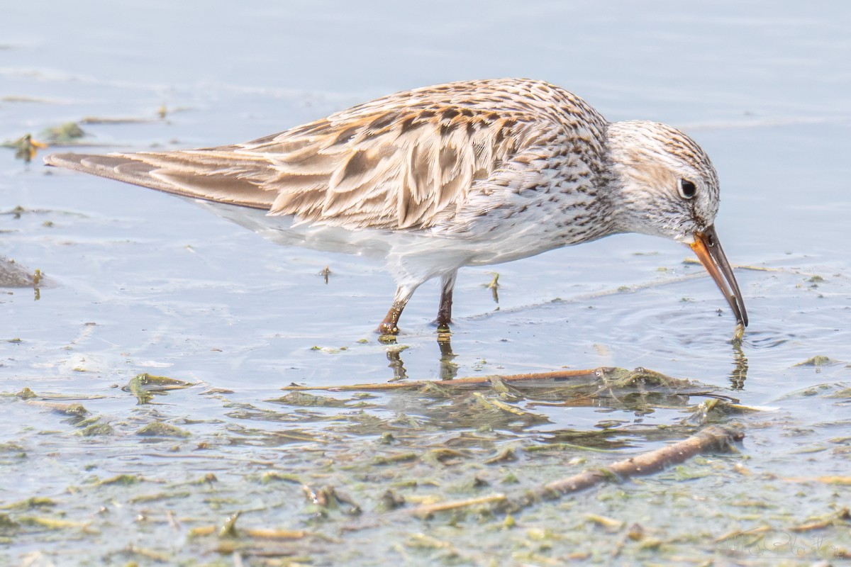 Pectoral Sandpiper - ML651401588