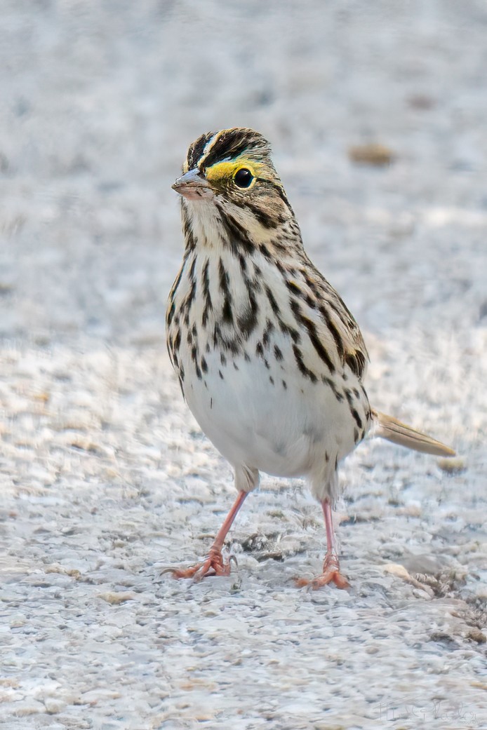Savannah Sparrow - ML651402148