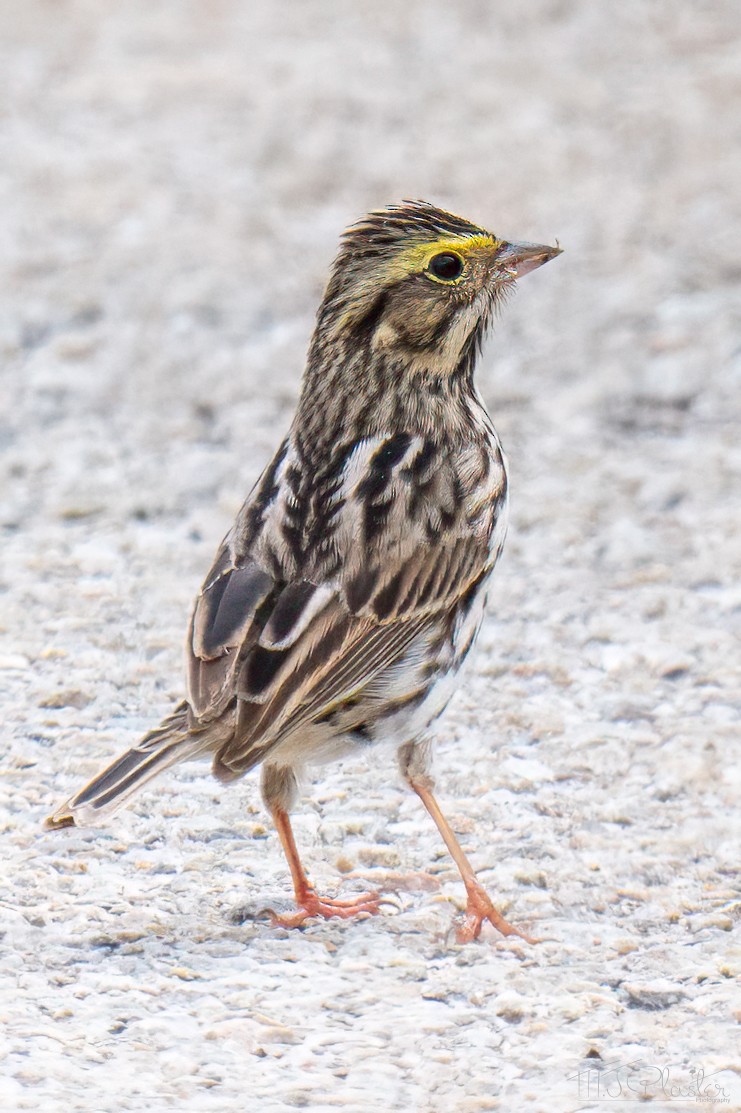 Savannah Sparrow - ML651402149