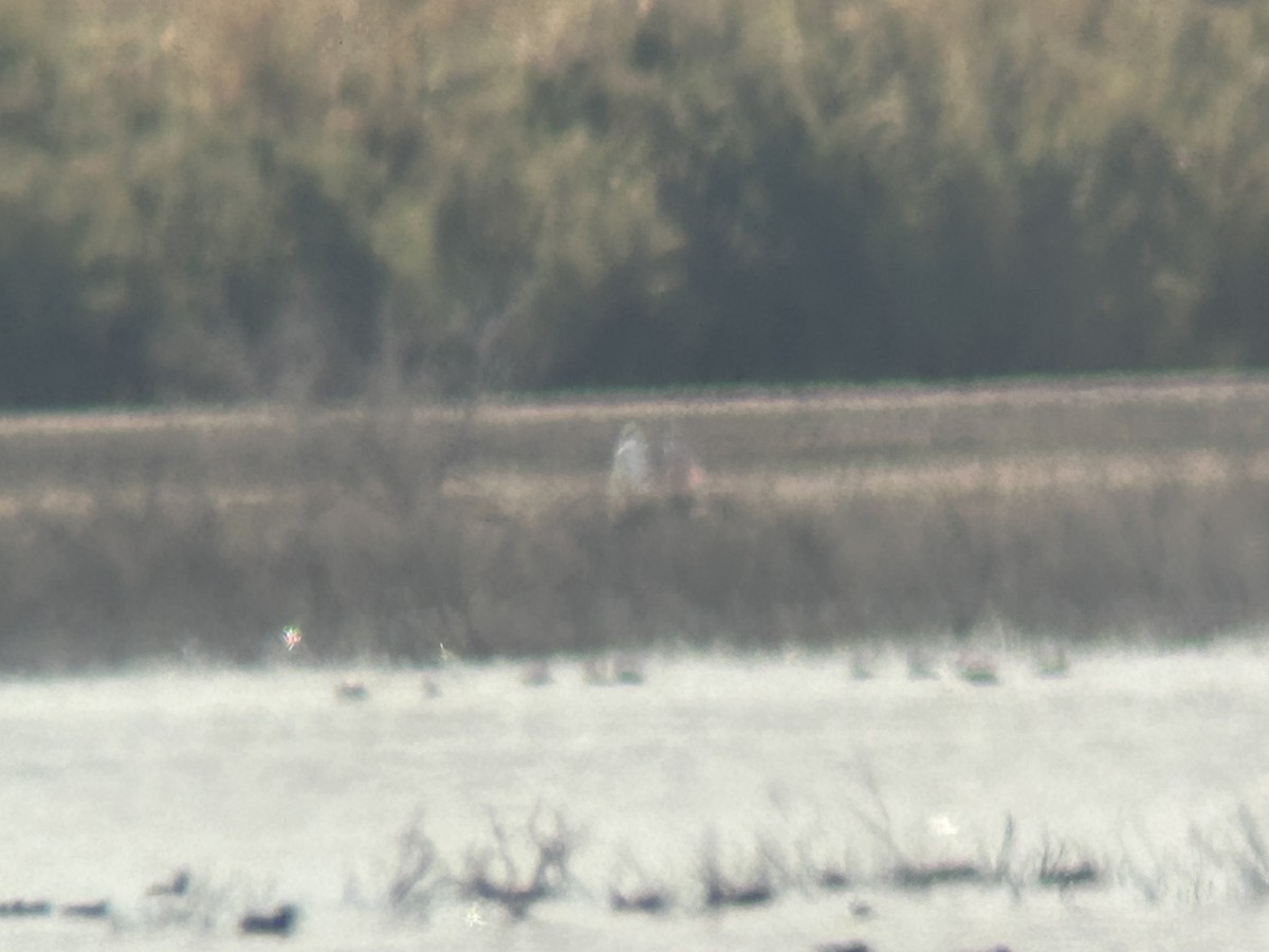 Roseate Spoonbill - ML651402316
