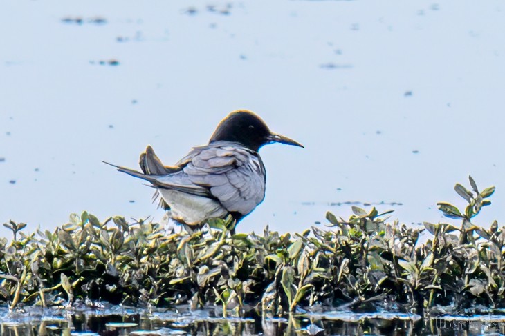 Black Tern - ML651402406