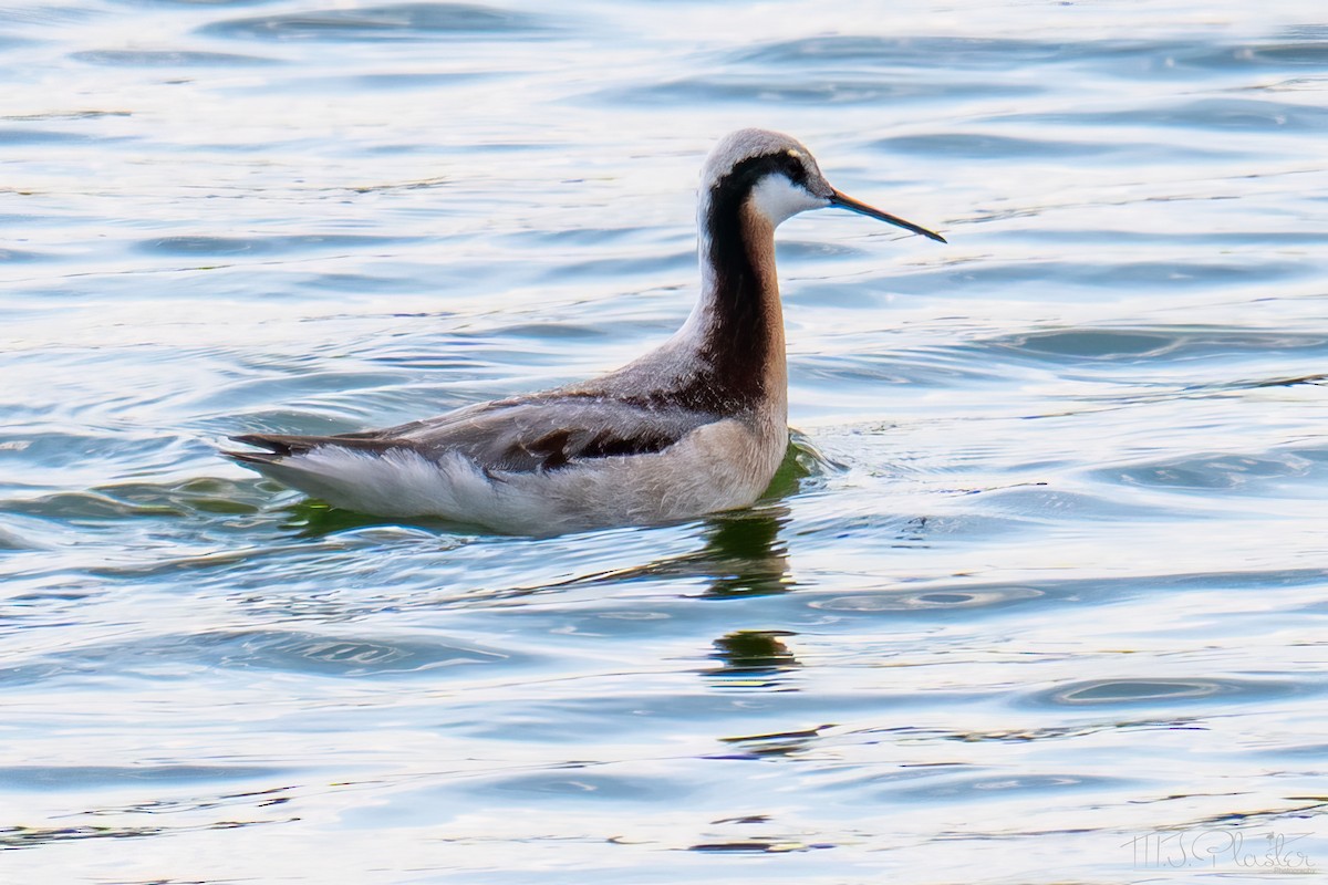 Wilson's Phalarope - ML651402602