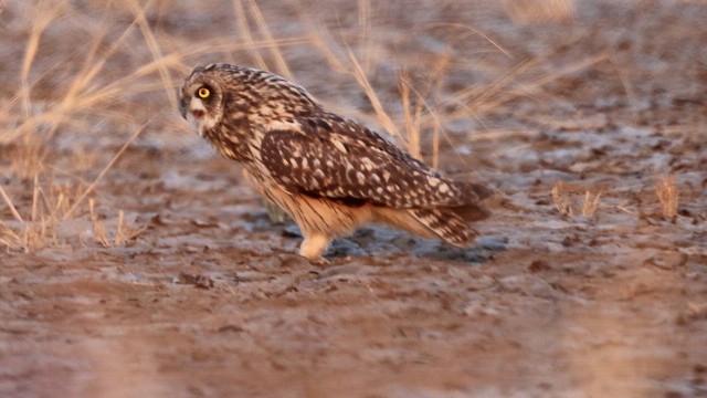 Short-eared Owl - ML651403134