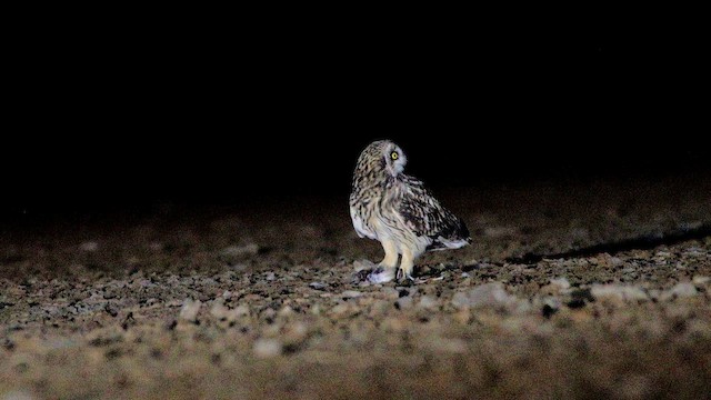 Short-eared Owl - ML651403156