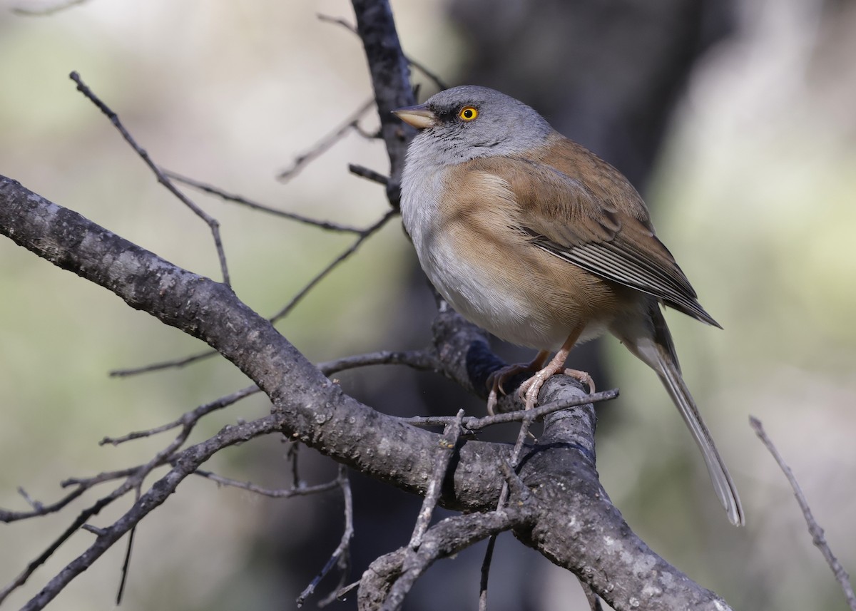 Юнко жовтоокий - ML651403232