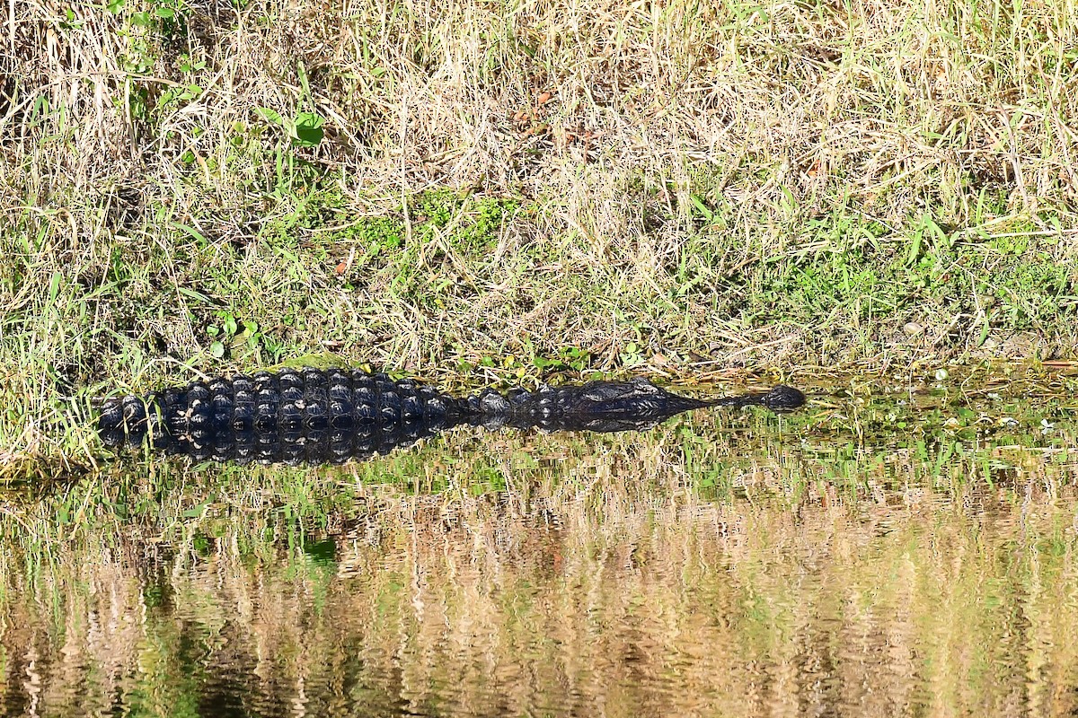 Animals - ML651404010