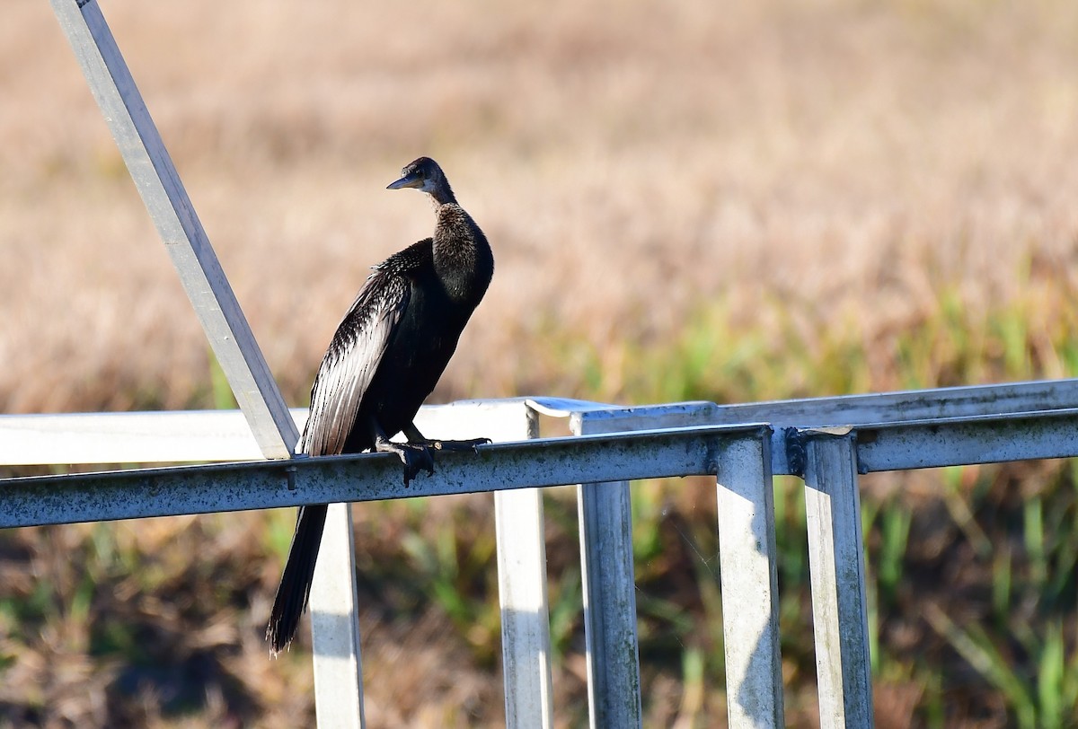 Anhinga - ML651404028