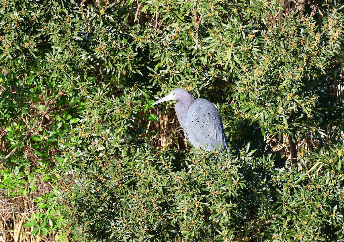 Little Blue Heron - ML651404050
