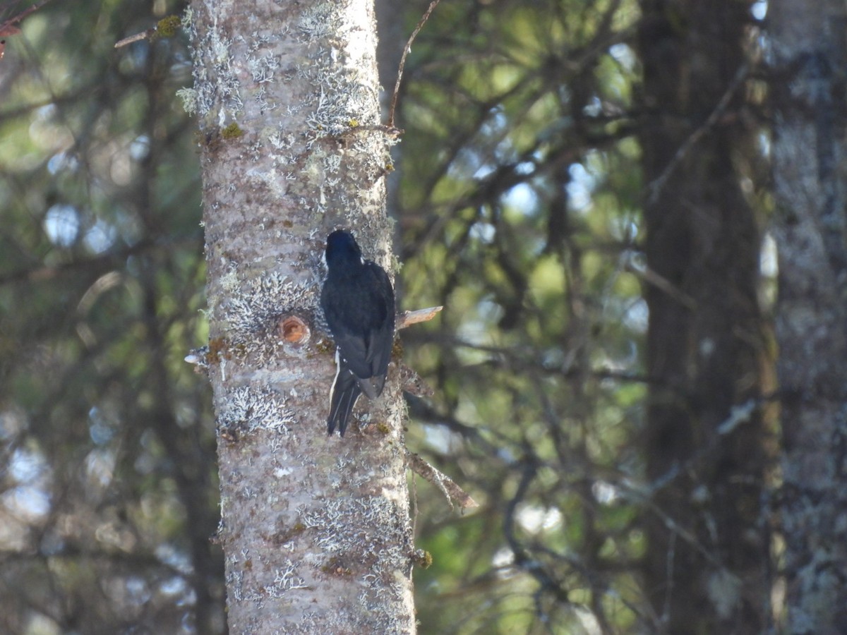 Black-backed Woodpecker - ML651404125