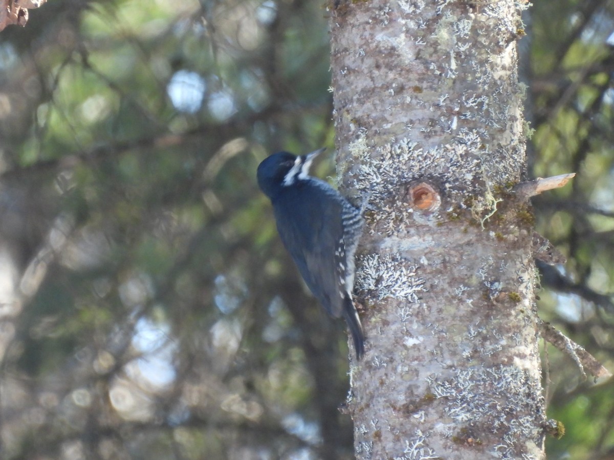 Black-backed Woodpecker - ML651404126
