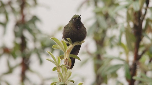 Blue-mantled Thornbill - ML651404589
