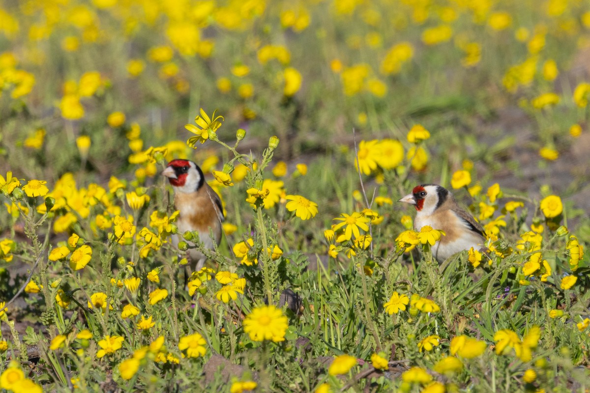 Stieglitz - ML651404643