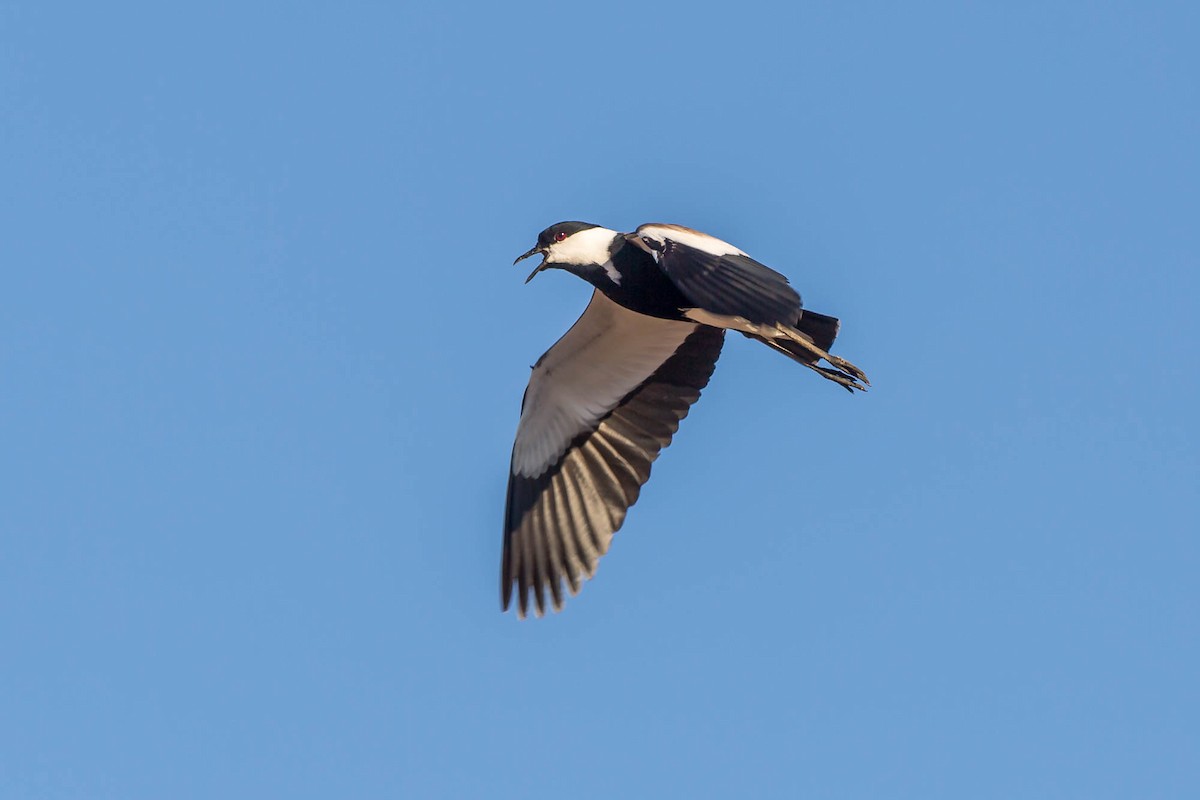 Spur-winged Lapwing - ML651404986