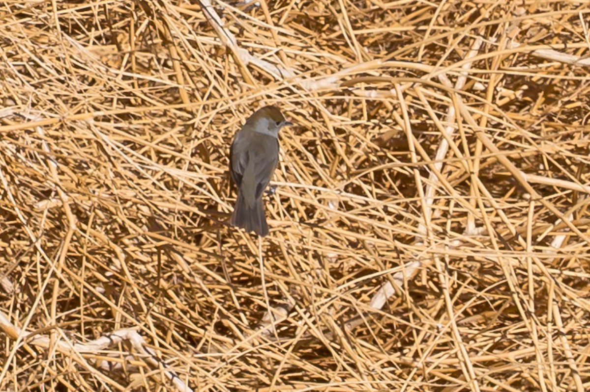 Eurasian Blackcap - ML651405005