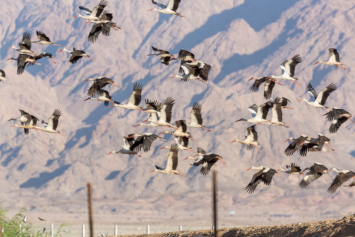 White Stork - ML651405011