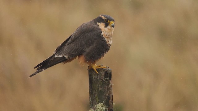 Aplomado Falcon - ML651405131