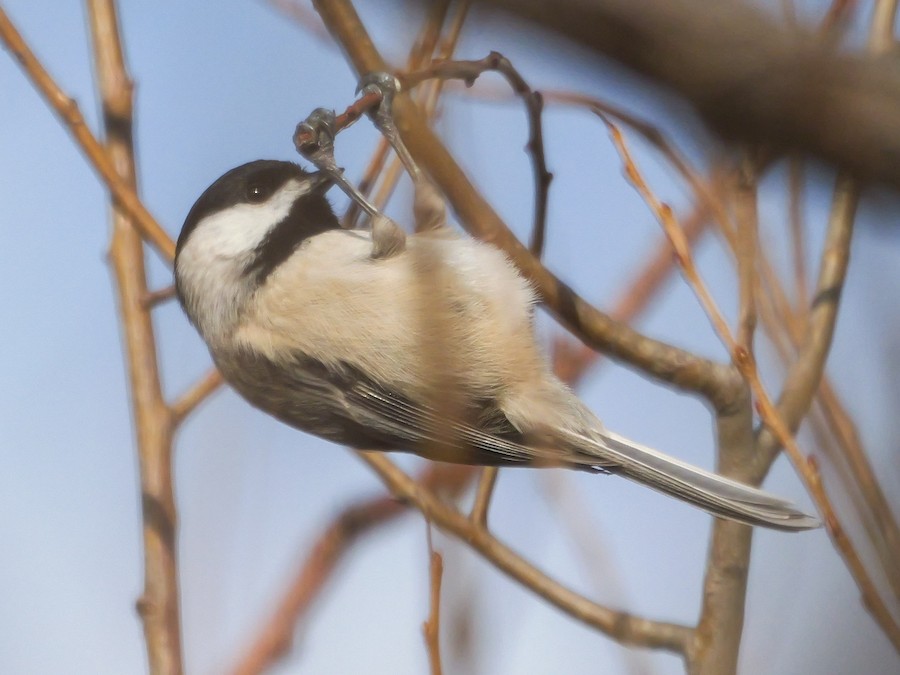 Carolina Chickadee - Roger Horn