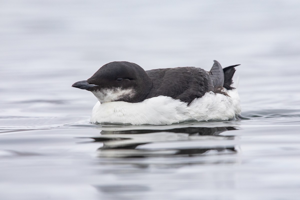 Толстоклювая кайра - ML651405425