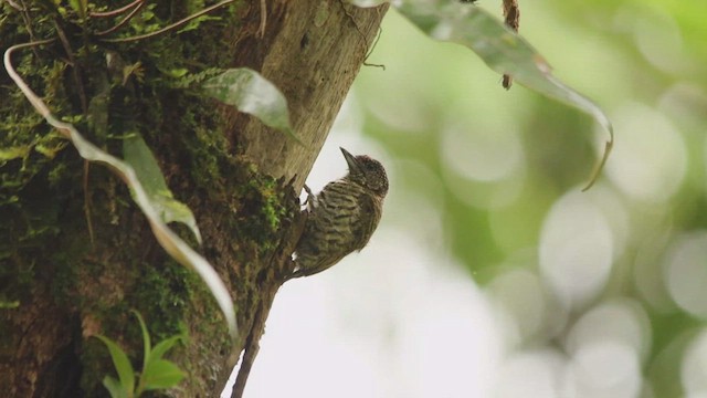 Lafresnaye's Piculet - ML651405476