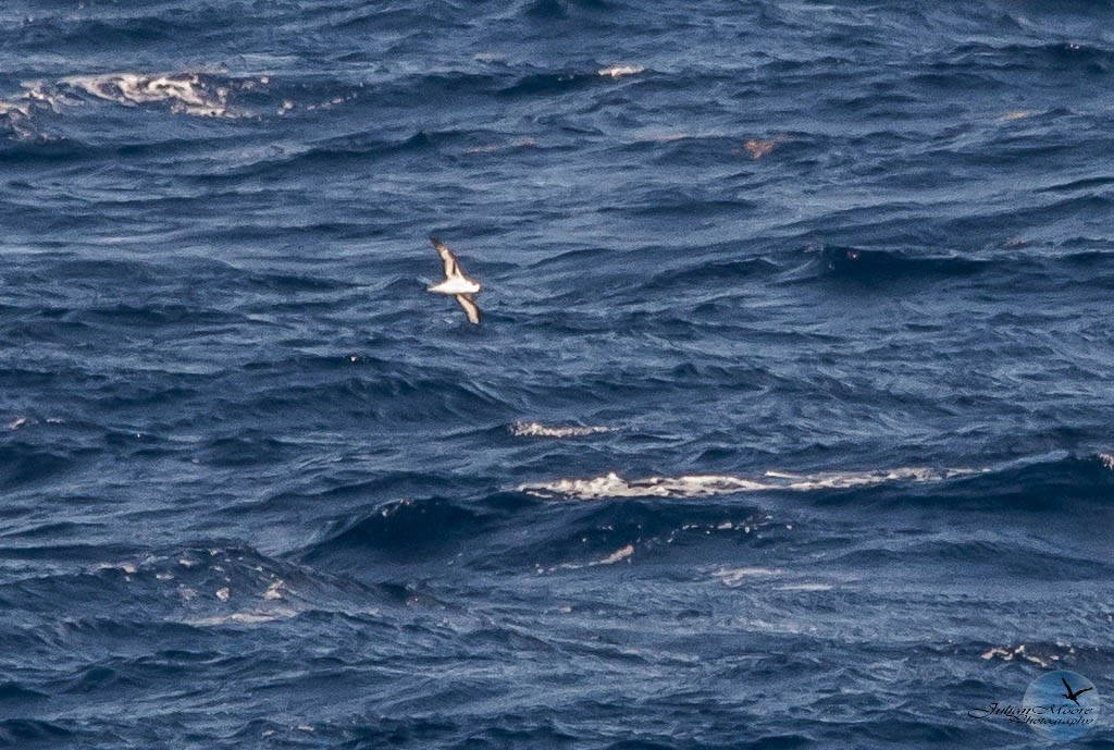 Pétrel diablotin - ML651405528