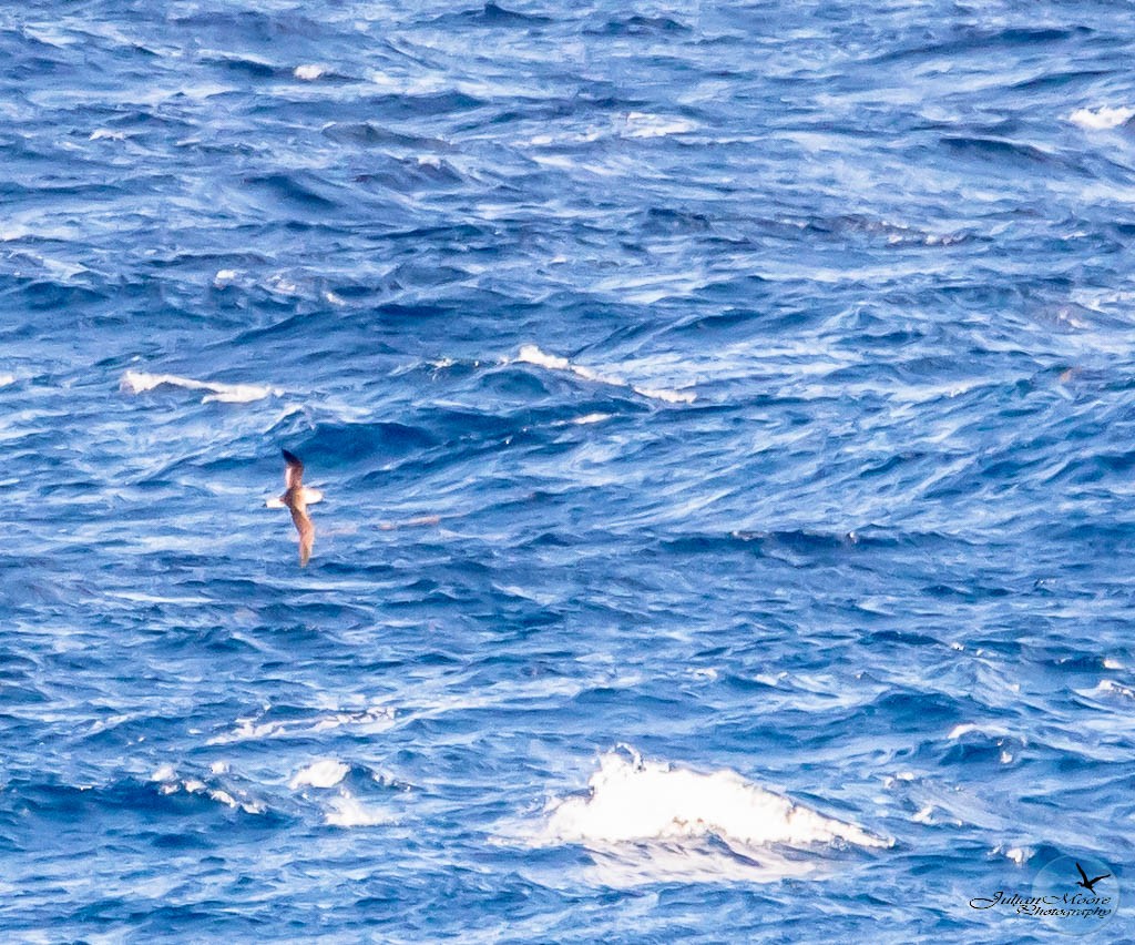 Pétrel diablotin - ML651405529