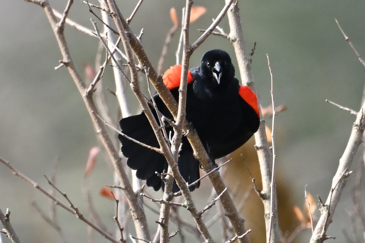 Red-winged Blackbird - ML651405772