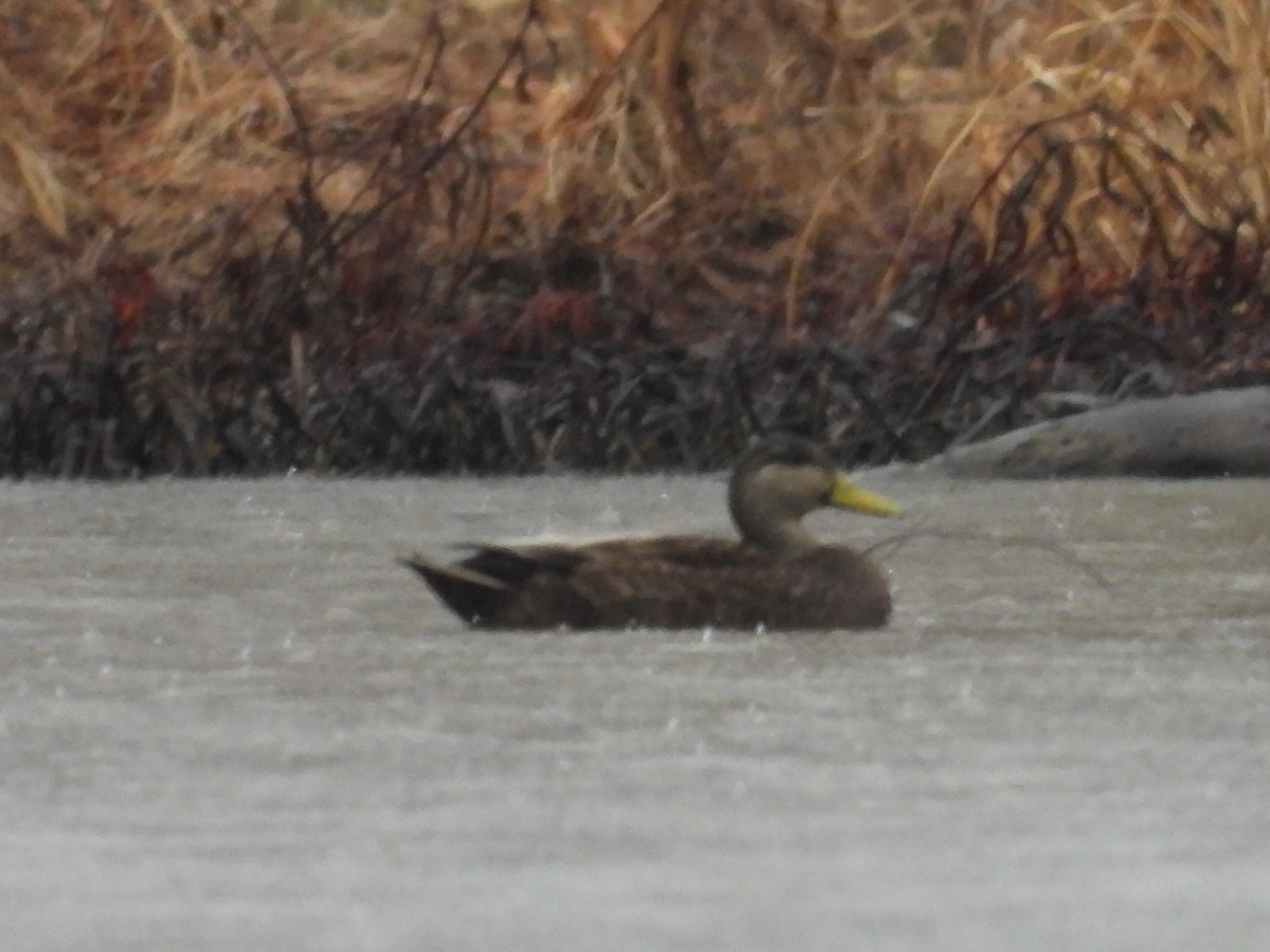 American Black Duck - ML651405925