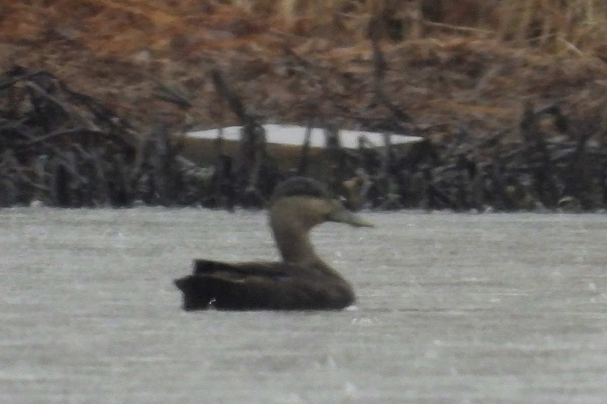 American Black Duck - ML651405953