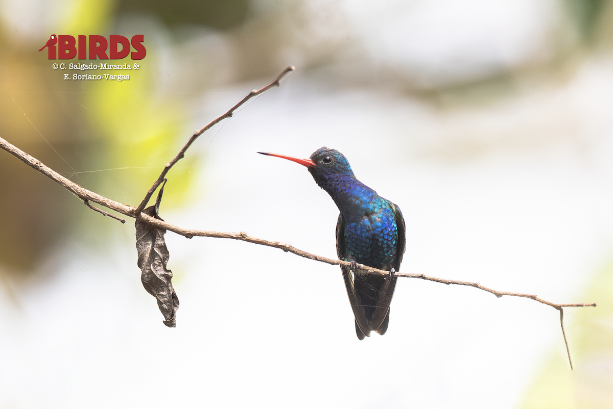 kolibřík aztécký - ML651406341