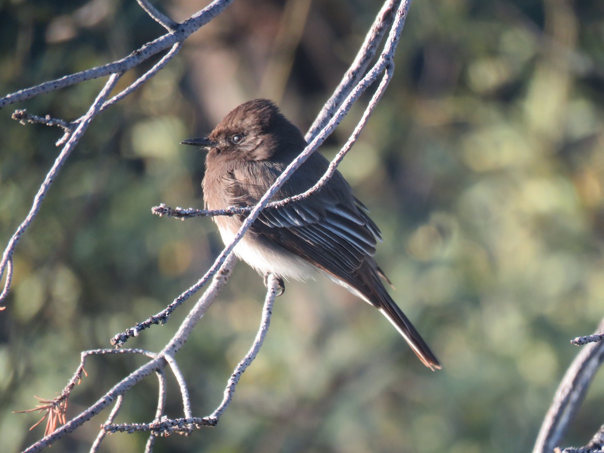 Black Phoebe - ML651406445