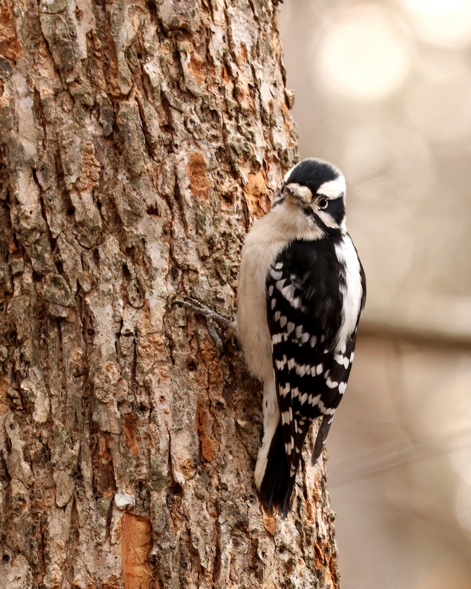 Downy Woodpecker - ML651406516