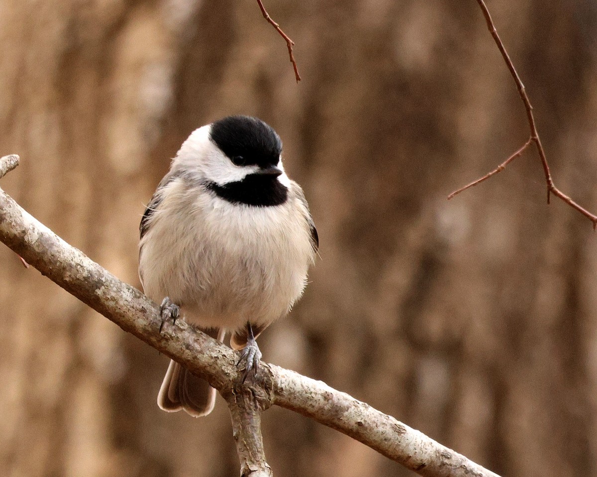 Carolina Chickadee - ML651406532