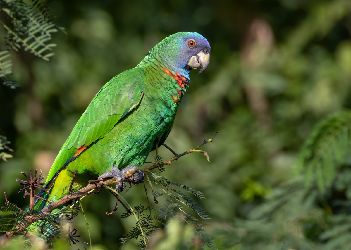 Amazona Gorjirroja - ML651406538