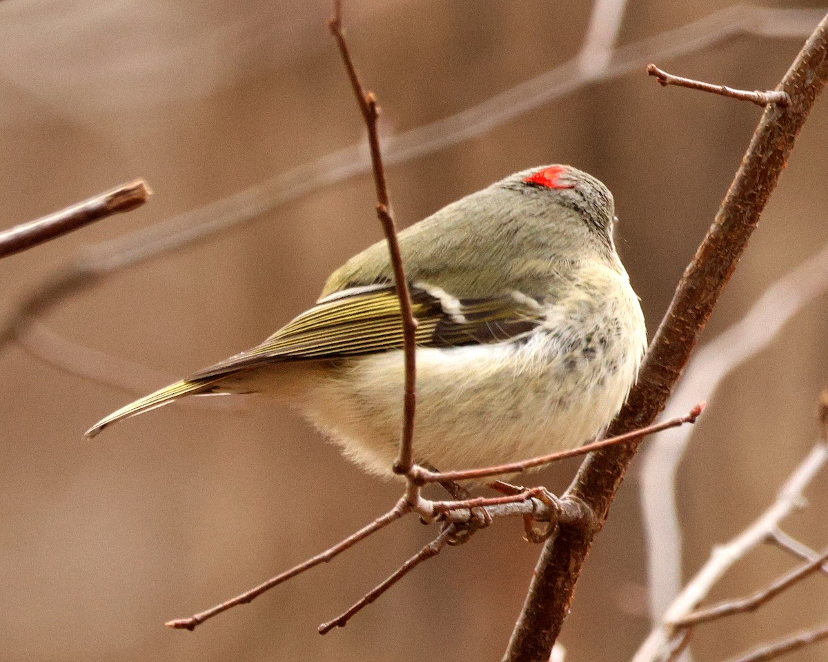 Erregetxo mottogorria - ML651406592