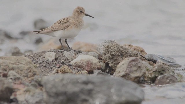 Gambecchio di Baird - ML651406607