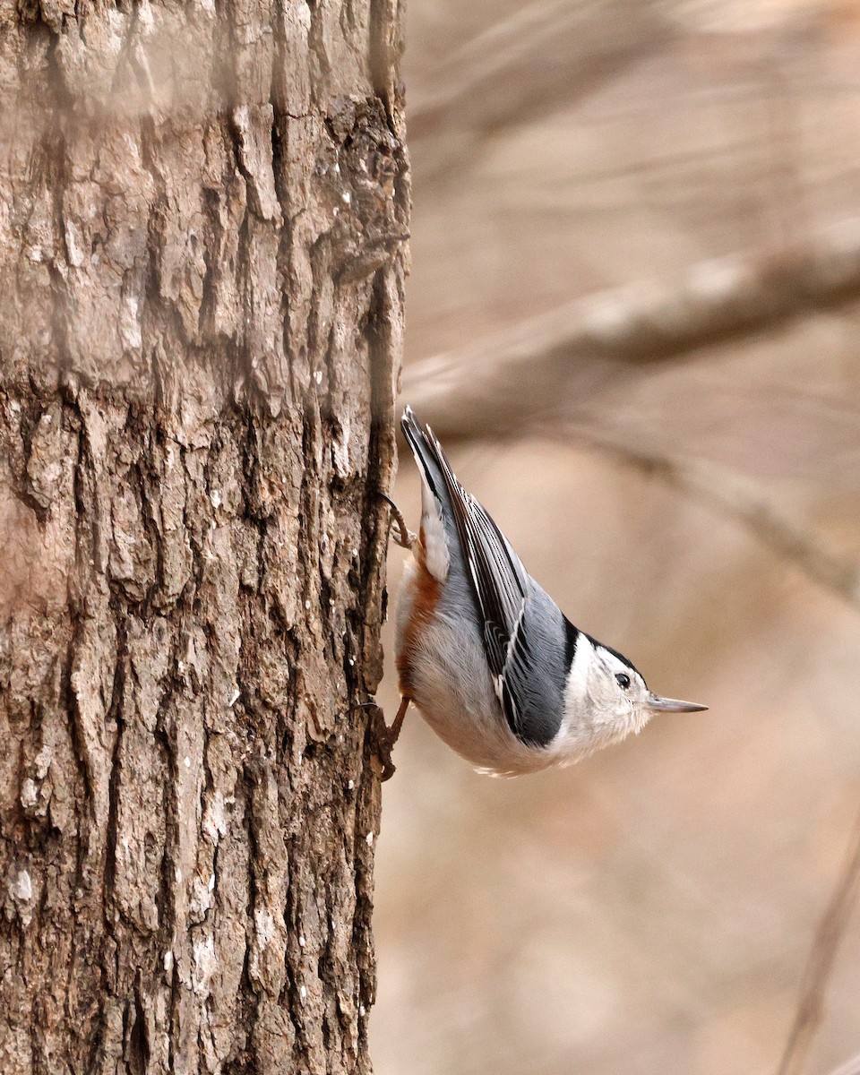 White-breasted Nuthatch - ML651406609