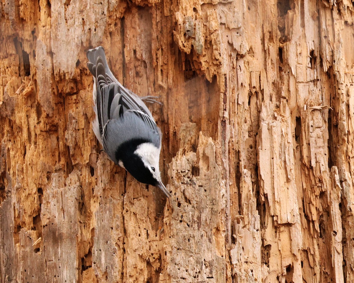 White-breasted Nuthatch - ML651406610