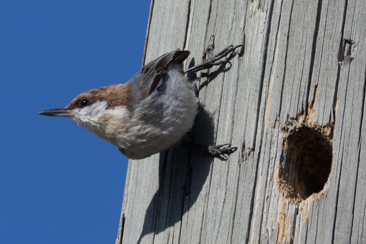 Braunkopfkleiber - ML651406646