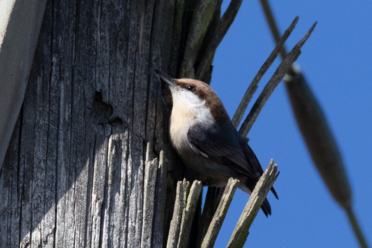 Braunkopfkleiber - ML651406647