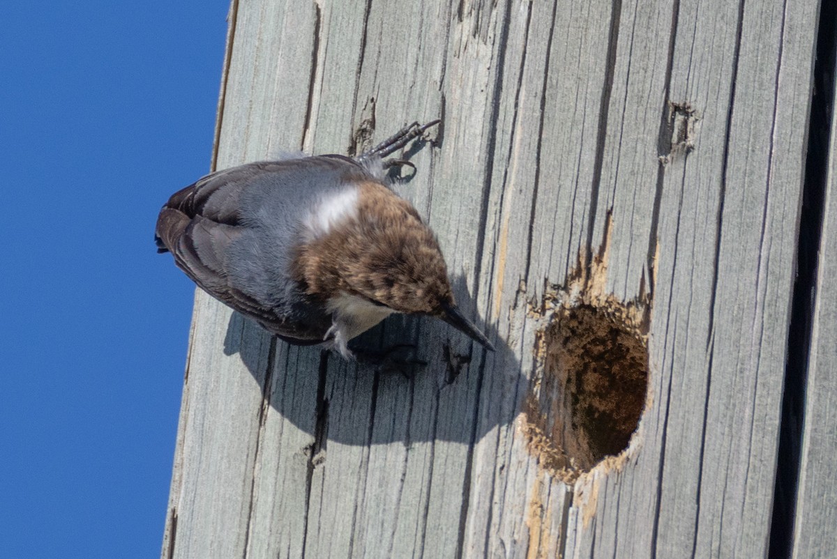 Braunkopfkleiber - ML651406648