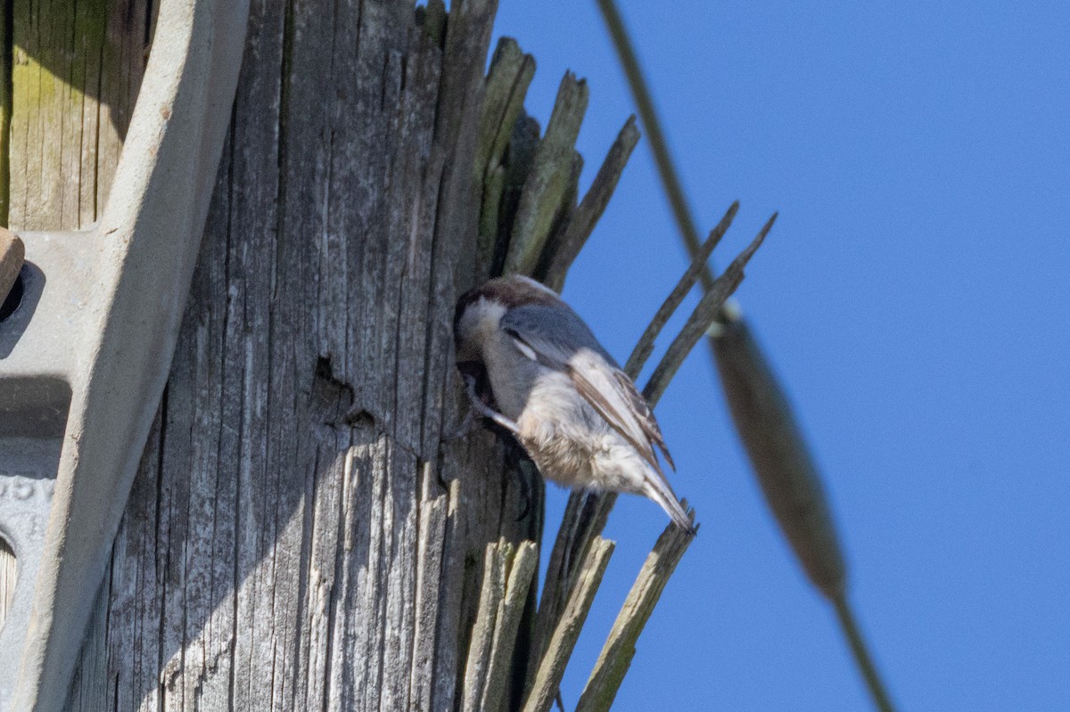 Braunkopfkleiber - ML651406649