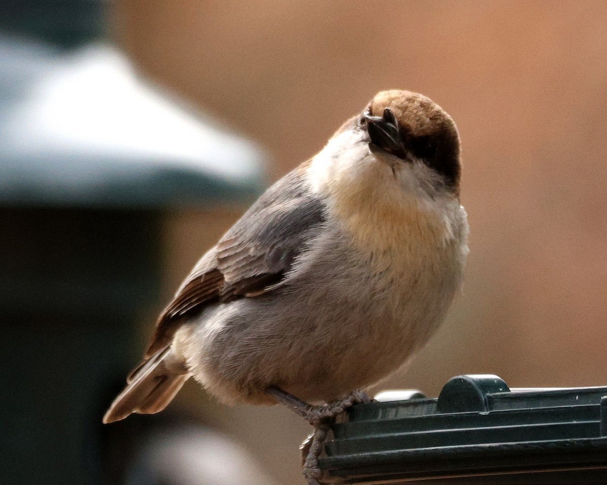 Brown-headed Nuthatch - ML651406674